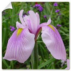iris ensata momozomo